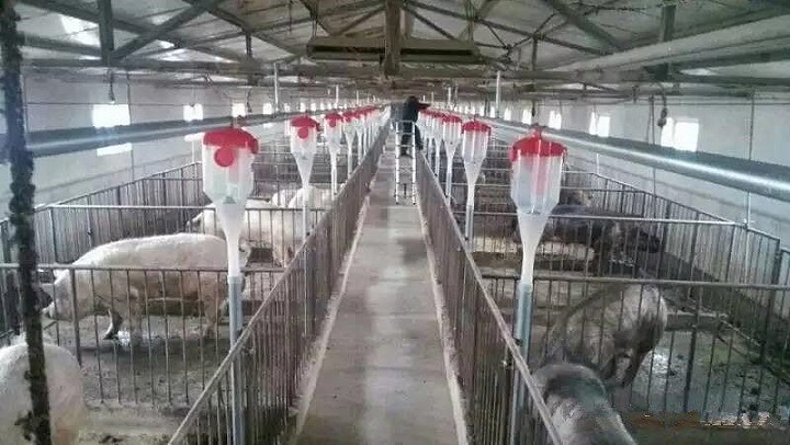 猪场中饲料添加剂对猪场环境的影响