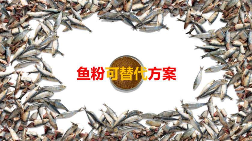 涨涨涨！进口鱼粉狂涨至19000！鱼粉替代之路势在必行！美于乐平替降本方案强势登场！