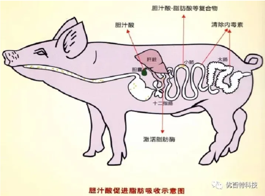 技术分享|  小乳化 大功效，油脂预消化助力成本优化！