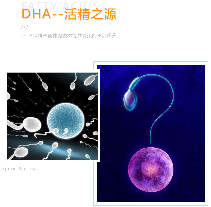 种畜禽精液质量为何变差了？很可能是缺乏DHA营养了啊！