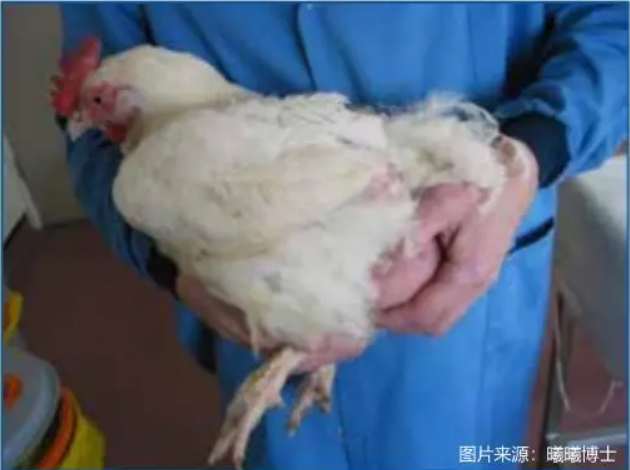 有没有想过，鸡有几块腹肌呢？